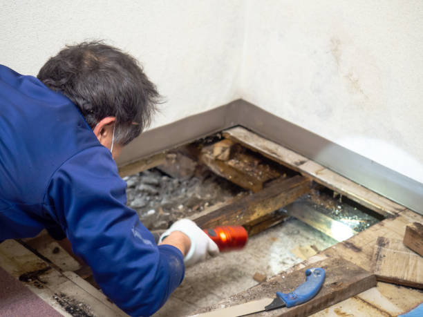 Best Residential Mold Removal  in Steep Falls, ME