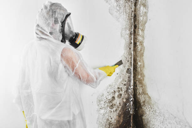 Best Mold Removal and Inspection  in Steep Falls, ME