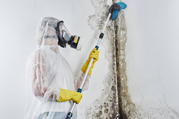 Best Black Mold Removal  in Steep Falls, ME
