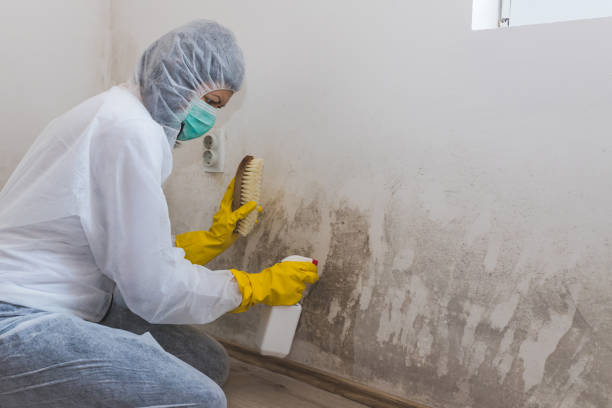 Best Certified Mold Removal  in Steep Falls, ME