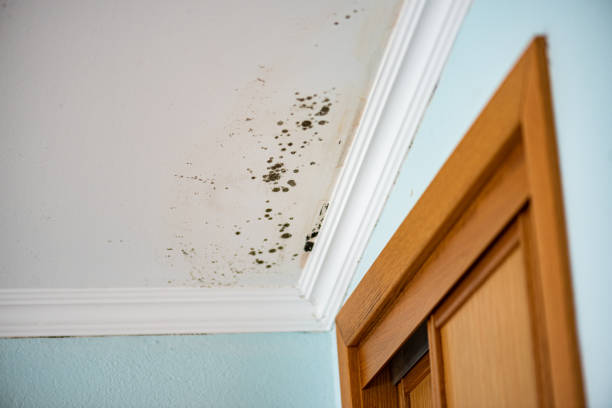 Best Home Mold Removal  in Steep Falls, ME