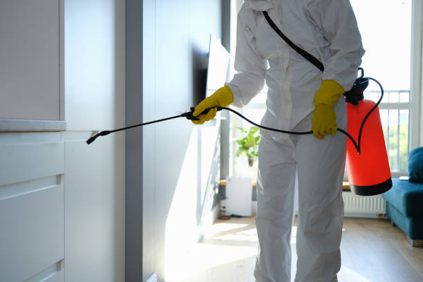 Best Local Mold Removal Service  in Steep Falls, ME