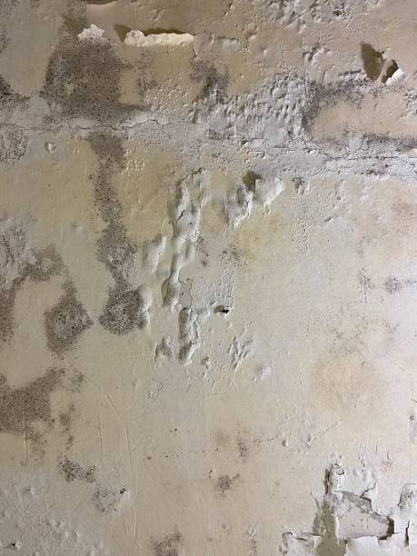 Best Toxic Mold Removal  in Steep Falls, ME