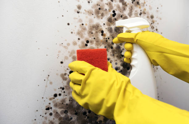 Best Mold Testing  in Steep Falls, ME