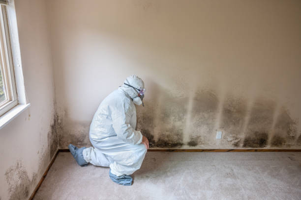 Best Attic Mold Removal  in Steep Falls, ME