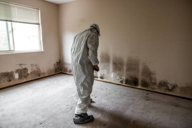 Best Mold Cleaning Services  in Steep Falls, ME