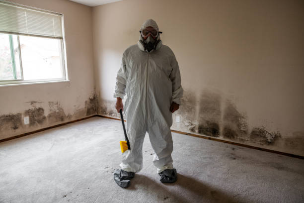 Trusted Steep Falls, ME Mold Removal Experts