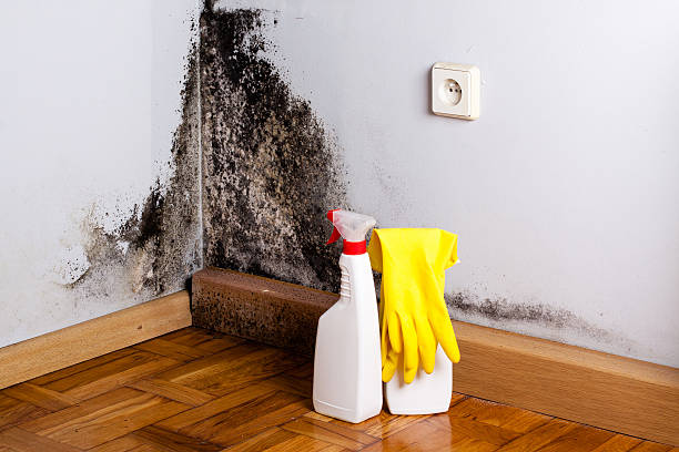 Mold Removal Process in Steep Falls, ME