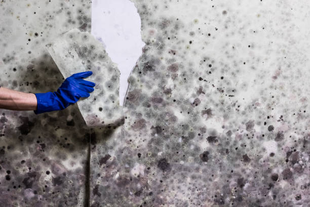 Attic Mold Removal in Steep Falls, ME