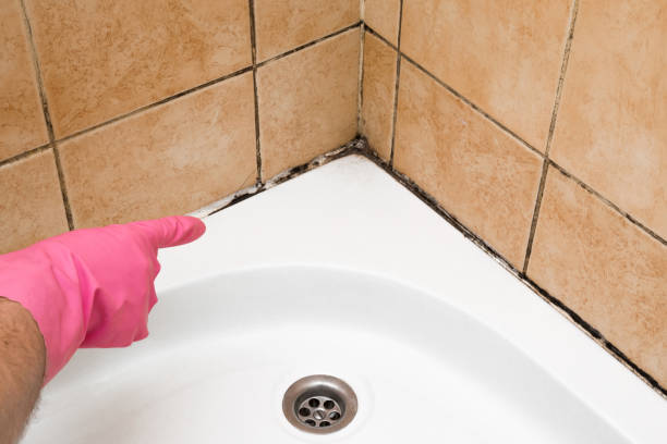 Best Office Mold Removal Services  in Steep Falls, ME