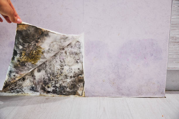 Best Mold Removal Near Me  in Steep Falls, ME